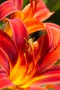 Day lilies in summers un Royalty Free Stock Photo