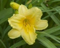 Day Lillies Blooming in the Afternoon Sun Royalty Free Stock Photo