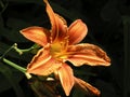 Day lilly Royalty Free Stock Photo