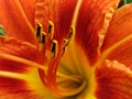 Day Lilly Royalty Free Stock Photo