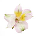 Day lilly flower Royalty Free Stock Photo