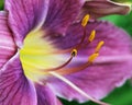 Day Lilly - Flower - IPTC creation Royalty Free Stock Photo