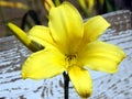 Day Lilly and up Close Fence Post Royalty Free Stock Photo