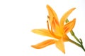 Day Lily Royalty Free Stock Photo