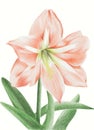 Day Lily Royalty Free Stock Photo
