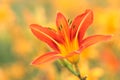 Day lily Royalty Free Stock Photo