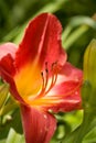 Day Lily Royalty Free Stock Photo