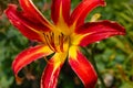 Day Lily Royalty Free Stock Photo