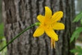 Day-lily on the background of tree trunk. Summer yellow flower. Royalty Free Stock Photo