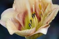 Day lily blossom