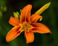 Day lily macro Royalty Free Stock Photo