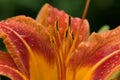 Day Lily Royalty Free Stock Photo