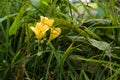 Day lily, day lily, spider lily (Hemerocallis L.) - a genus of perennials from the Asphodelaceae family