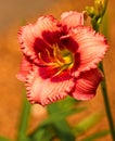 Day lily flower Royalty Free Stock Photo