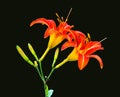 Day lily flower on black background Royalty Free Stock Photo