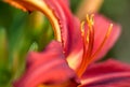 Day lily flower Royalty Free Stock Photo