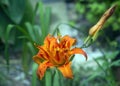 Day Lily flower Royalty Free Stock Photo