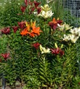 Orange, Red and White Day Lilies in the garden Royalty Free Stock Photo