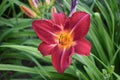Daylily in Full Bloom with Pollen On Pedals Royalty Free Stock Photo