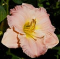 Day Lily Or Hemerocallis In Bloom Royalty Free Stock Photo