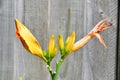 Day Lily - Hemerocallis, Norfolk, England, UK Royalty Free Stock Photo