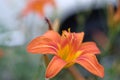 Day lily hermerocallis close up with soft green background, shallow DOF, focus on the anthers Royalty Free Stock Photo