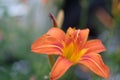 Day lily hermerocallis close up with soft green background, shallow DOF, focus on the anthers Royalty Free Stock Photo