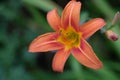 Day lily hermerocallis close up with soft green background, shallow DOF, focus on the anthers Royalty Free Stock Photo