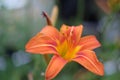 Day lily hermerocallis close up with soft green background, shallow DOF, focus on the anthers Royalty Free Stock Photo