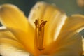 Day Lily macro Royalty Free Stock Photo