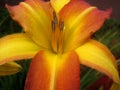 Day Lily Macro Royalty Free Stock Photo