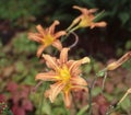 Day lily with orange flowers Royalty Free Stock Photo