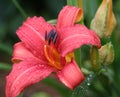 Day-Lily in Rain Royalty Free Stock Photo