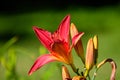 day lily, red, red flower, red day lily, daylily summer, summer time, summer flowers, lake, water, summer garden, garden, garden Royalty Free Stock Photo