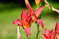 day lily, red, red flower, red day lily, daylily summer, summer time, summer flowers, lake, water, summer garden, garden, garden Royalty Free Stock Photo