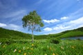 Day lily and tree Royalty Free Stock Photo