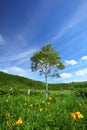 Day lily and tree Royalty Free Stock Photo