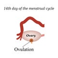 14 day of the menstrual cycle - ovulation. Vector