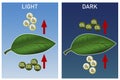 Day and night photosynthesis diagram