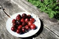 day no people outdoors in the garden nature close-up green color cherries plate