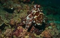 day octopus with red colouration and white warts using its arms to move along the coral reefs of watamu marine park, kenya