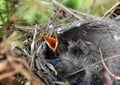 2 day old baby robins Royalty Free Stock Photo