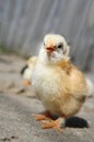 A day-old chick Royalty Free Stock Photo