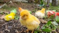 Day old chick Royalty Free Stock Photo