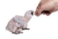 15 day old chick Blue-throated macaw and human hand feeding it, Ara glaucogularis, Isolated on white