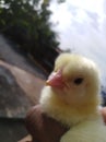Day old chick Royalty Free Stock Photo