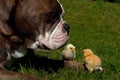 Day-old chickens hang out with a Old English Bulldog Royalty Free Stock Photo