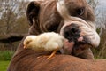 Day-old chickens hang out with a Old English Bulldog Royalty Free Stock Photo