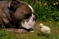 Day-old chickens hang out with a Old English Bulldog Royalty Free Stock Photo