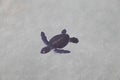 Day old green turtle Royalty Free Stock Photo